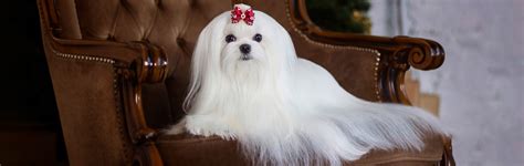 Perro Maltese: Todo Lo Que Necesitas Saber .